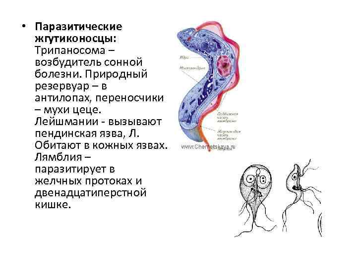  • Паразитические жгутиконосцы: Трипаносома – возбудитель сонной болезни. Природный резервуар – в антилопах,