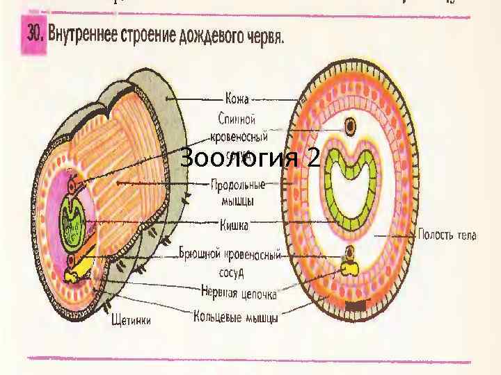 Внутреннее строение червя. Внутреннее строение дождевого червя. Внутреннее строение дождевого червяка. Внутреннее строение дождевого червя рисунок. Строение дождевого червя внутри.