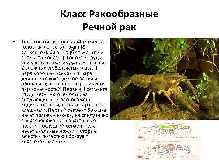 Класс Ракообразные Речной рак • Тело состоит из головы (4 сегмента и головная лопасть),