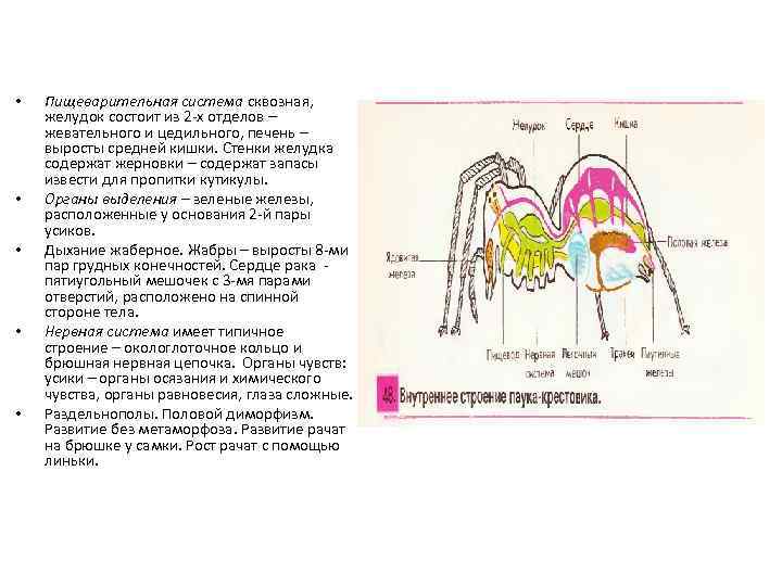  • • • Пищеварительная система сквозная, желудок состоит из 2 -х отделов –