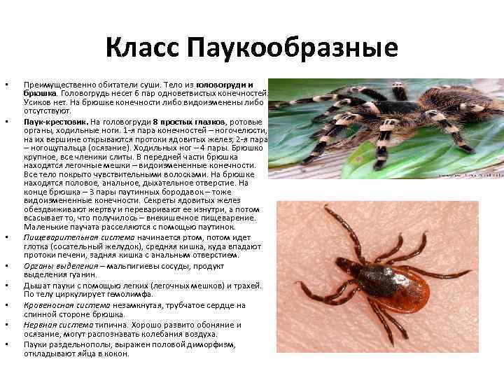 Паукообразные таблица 7 класс. Характеристика паукообразных. Характеристика класса паукообразные. Класс паукообразные общая характеристика. Паукообразные кратко.