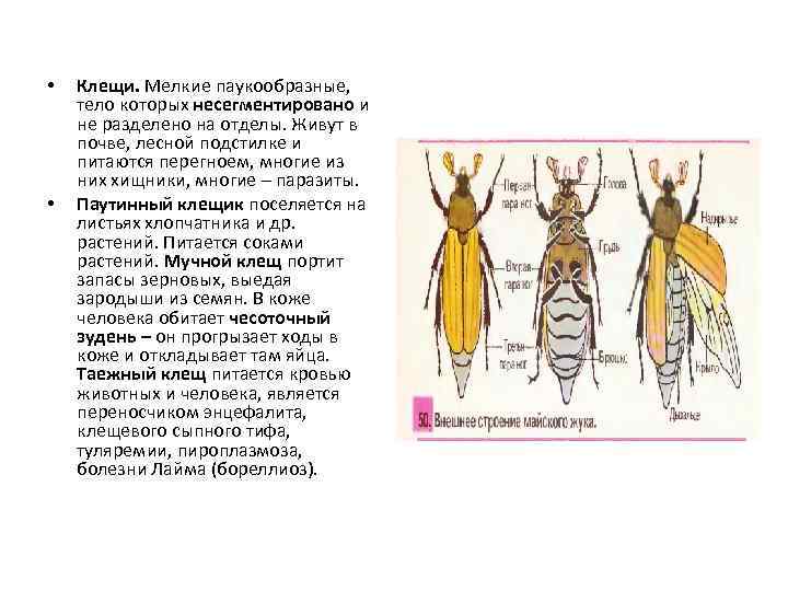  • • Клещи. Мелкие паукообразные, тело которых несегментировано и не разделено на отделы.