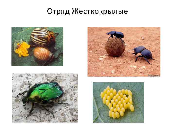 Отряд Жесткокрылые 