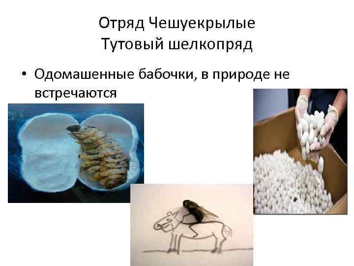 Отряд Чешуекрылые Тутовый шелкопряд • Одомашенные бабочки, в природе не встречаются 
