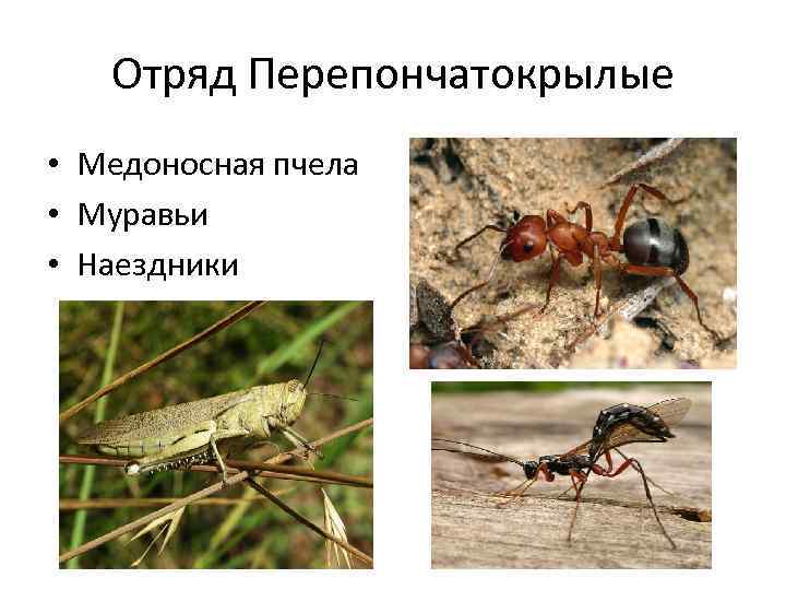 Отряд Перепончатокрылые • Медоносная пчела • Муравьи • Наездники 