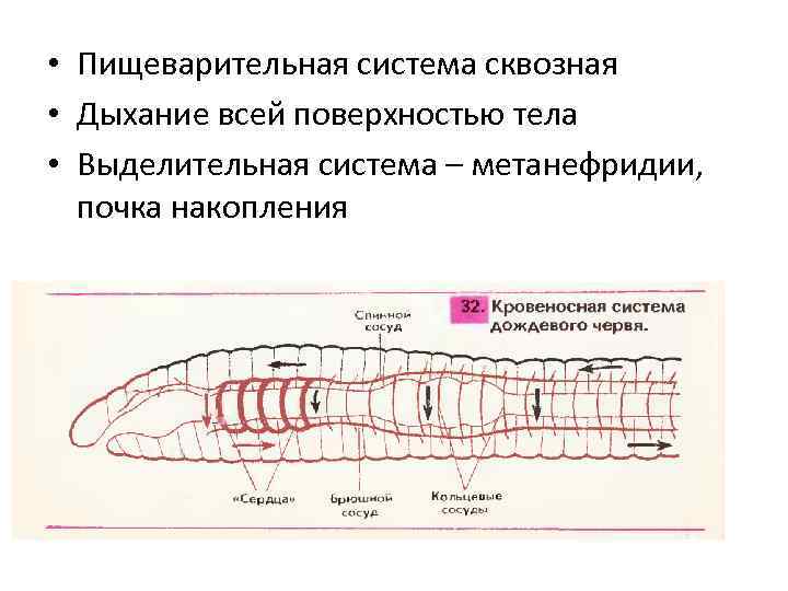 Система впервые появляется у