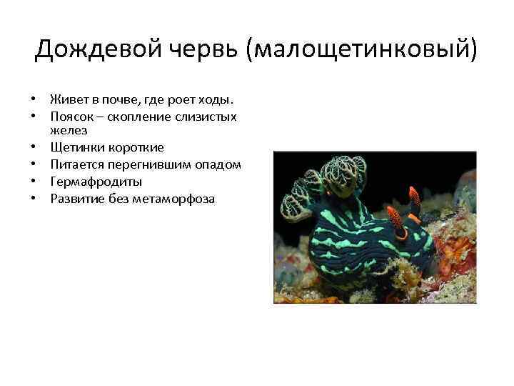 Дождевой червь (малощетинковый) • Живет в почве, где роет ходы. • Поясок – скопление