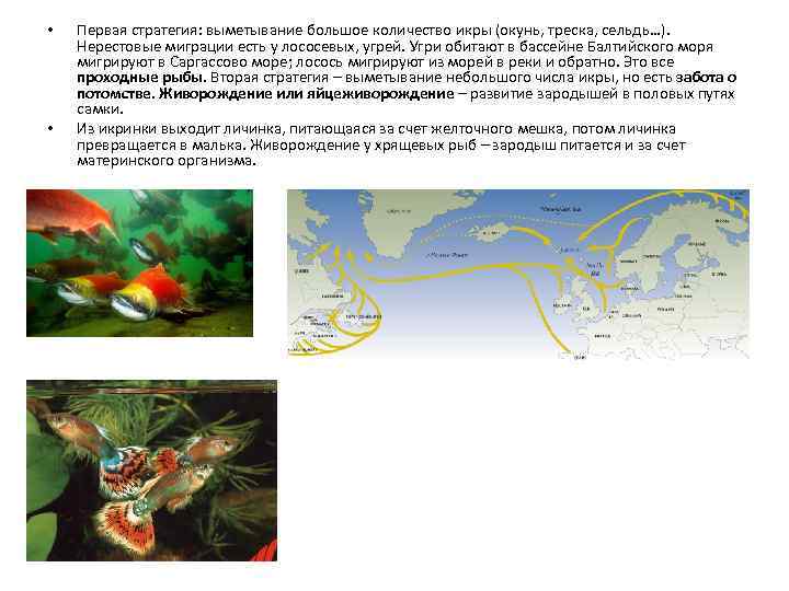  • • Первая стратегия: выметывание большое количество икры (окунь, треска, сельдь…). Нерестовые миграции