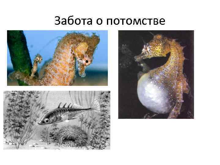 Забота о потомстве 