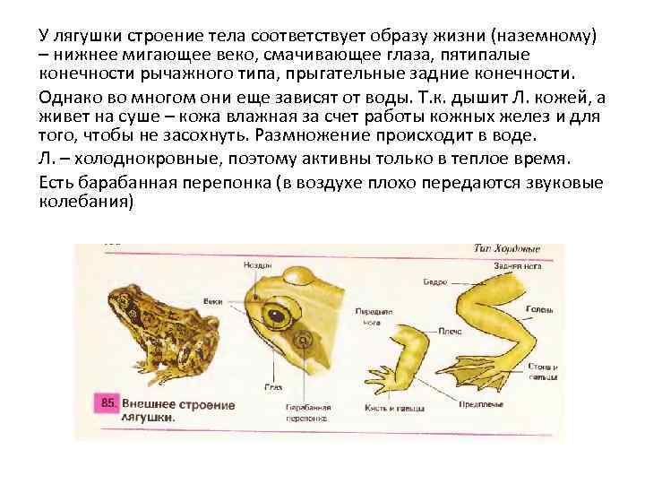 Лабораторная работа строение лягушки