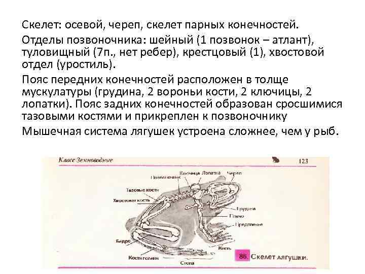 Скелет лягушки воронья кость