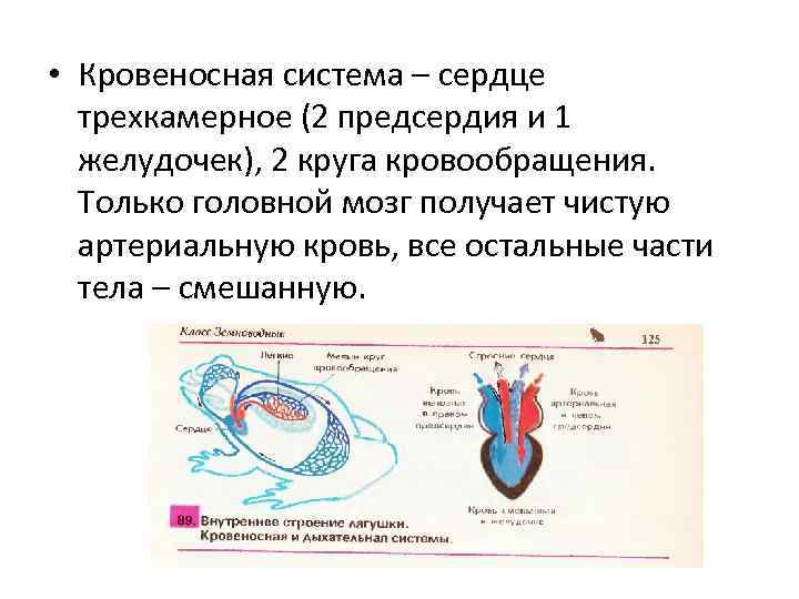 Трехкамерное сердце