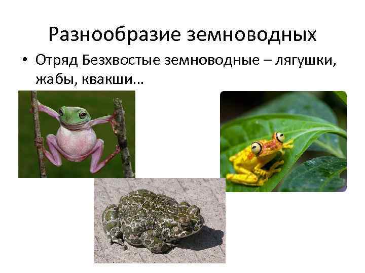 Разнообразие земноводных • Отряд Безхвостые земноводные – лягушки, жабы, квакши… 
