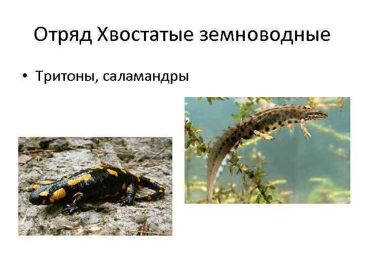 Отряд Хвостатые земноводные • Тритоны, саламандры 