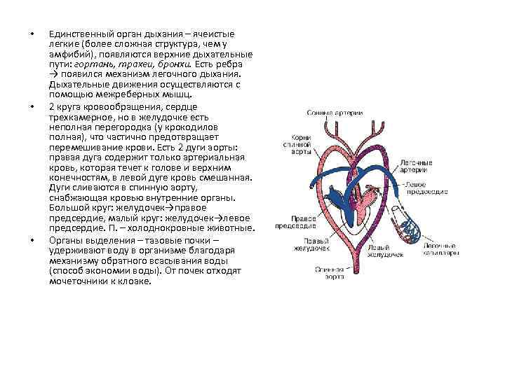 Неполная перегородка у земноводных