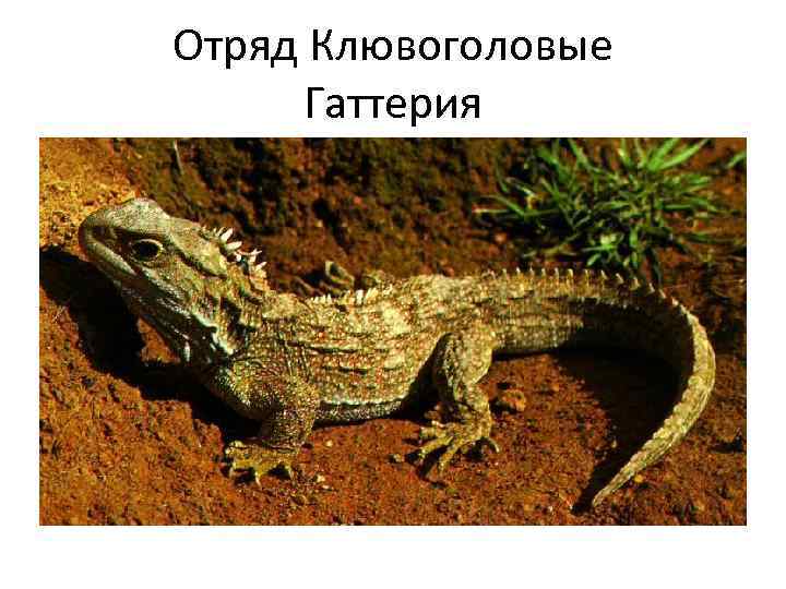 Отряд Клювоголовые Гаттерия 