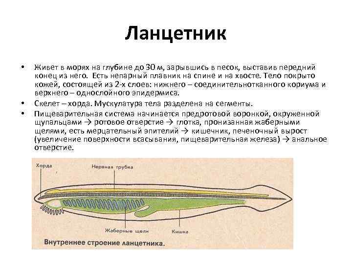 Какие признаки характерны для животного изображенного на рисунке ланцетник