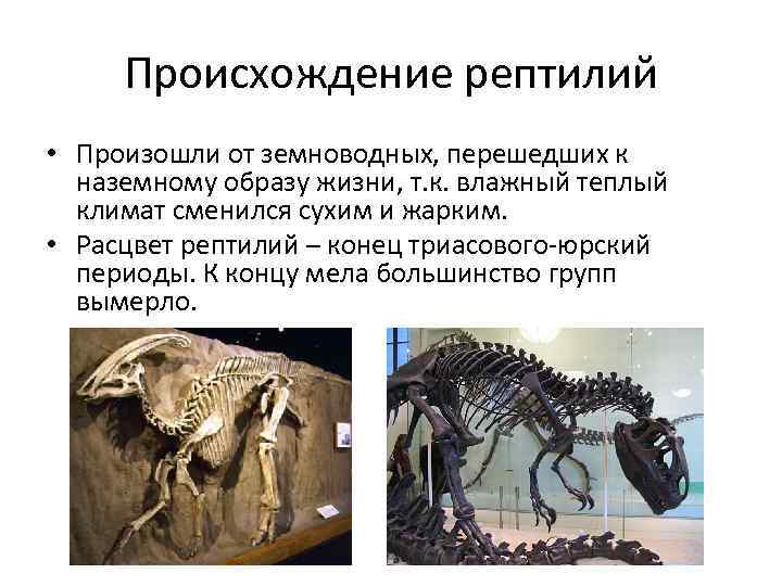 Происхождение рептилий • Произошли от земноводных, перешедших к наземному образу жизни, т. к. влажный