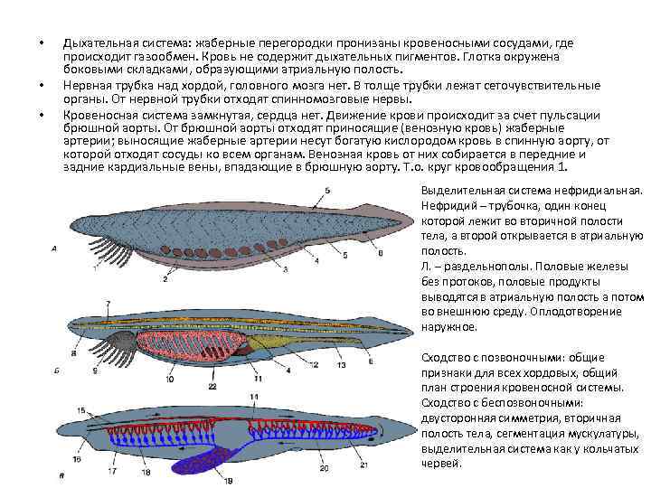 Эволюция общего плана строения кровеносной системы хордовых