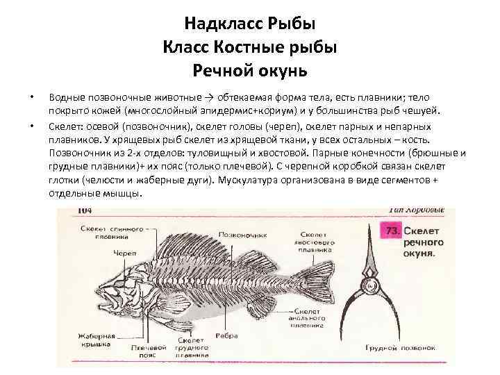 Скелет парных плавников