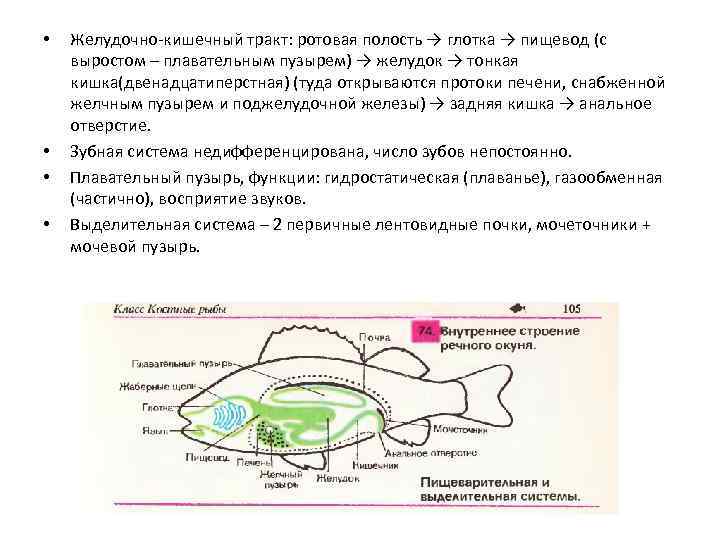  • • Желудочно-кишечный тракт: ротовая полость → глотка → пищевод (с выростом –