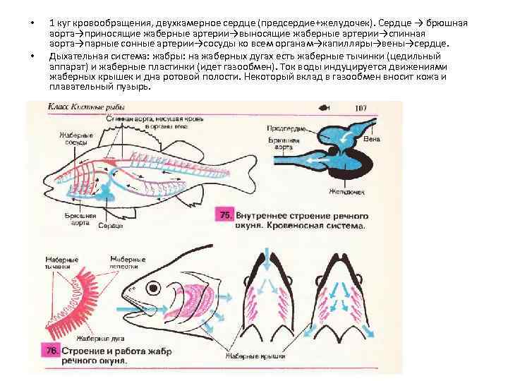 Кровеносная органы рыб. Строение кровеносной системы окуня. Органы дыхательной системы у рыб. Дыхательная система костных рыб схема. Строение кровеносной системы рыб.