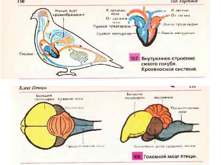 Класс птицы мозг. Схема строения головного мозга голубя сизого. Головной мозг птицы строение биология. Внутреннее строение кровеносная система птицы 7 класс биология. Строение нервной системы птиц.