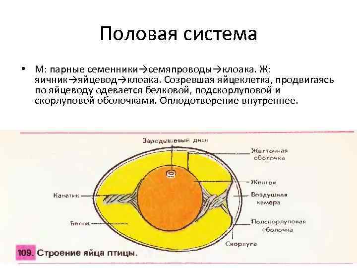 Яйцеклетка птиц показана на рисунке под буквой