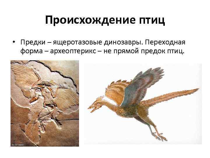 На рисунке изображена реконструкция археоптерикса