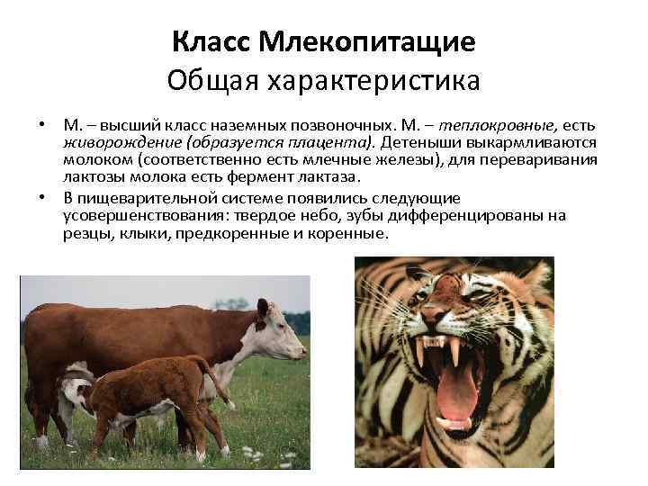 Класс Млекопитащие Общая характеристика • М. – высший класс наземных позвоночных. М. – теплокровные,