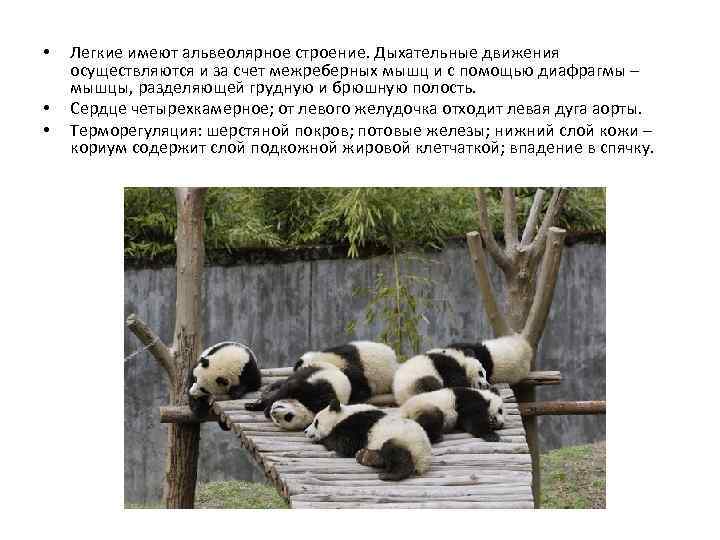  • • • Легкие имеют альвеолярное строение. Дыхательные движения осуществляются и за счет