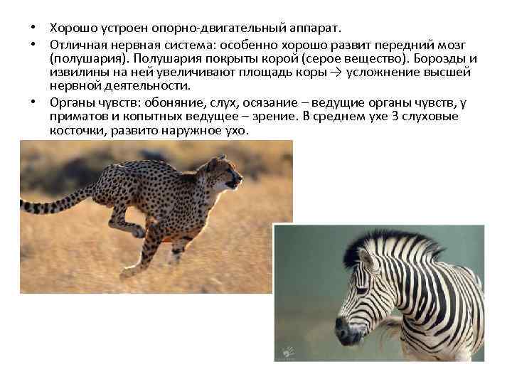  • Хорошо устроен опорно-двигательный аппарат. • Отличная нервная система: особенно хорошо развит передний