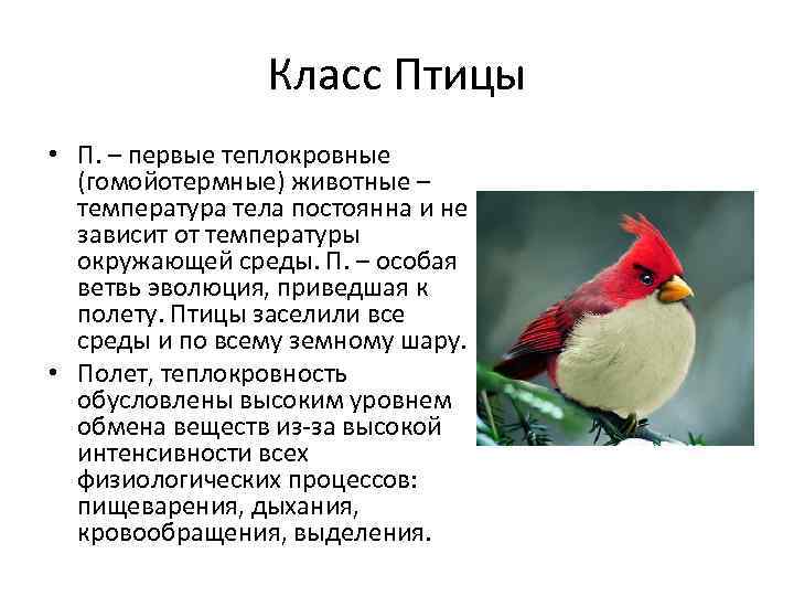 Информация класс птиц