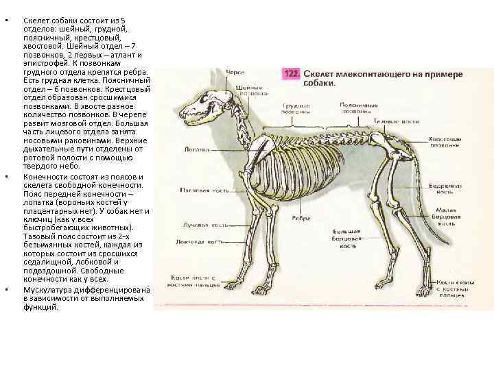 Особенности строения позвоночника собаки. Скелет собаки шейный отдел. Скелет собаки грудной отдел. Грудной отдел позвоночника собаки. Скелет щенка грудной отдел.