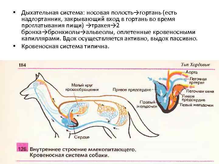 Дыхание млекопитающих схема