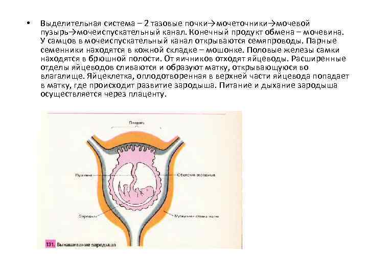  • Выделительная система – 2 тазовые почки→мочеточники→мочевой пузырь→мочеиспускательный канал. Конечный продукт обмена –