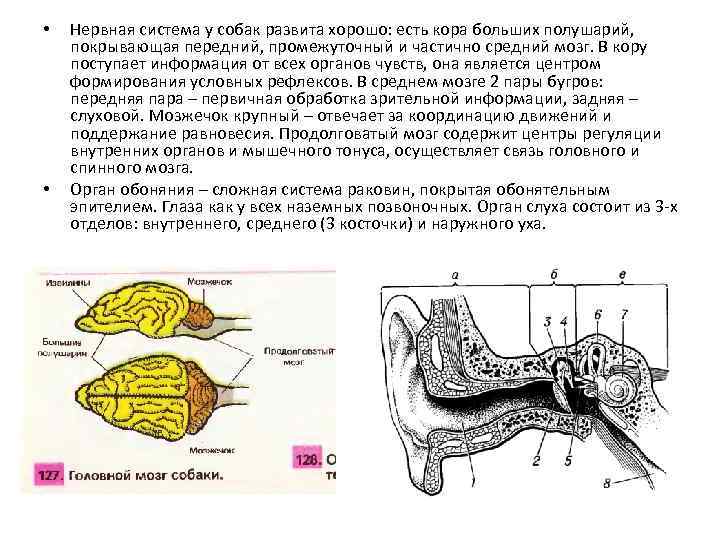  • • Нервная система у собак развита хорошо: есть кора больших полушарий, покрывающая