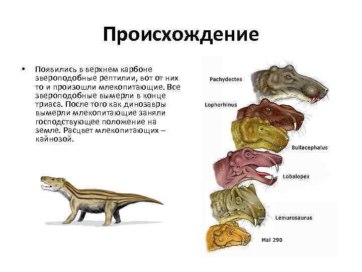 Млекопитающие произошли от пресмыкающихся. Звероподобные рептилии. Рептилии млекопитающих Триас. Происхождение млекопитающих от звероподобных рептилий. Млекопитающие произошли от.
