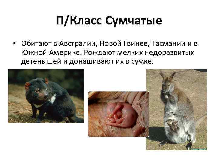 П/Класс Сумчатые • Обитают в Австралии, Новой Гвинее, Тасмании и в Южной Америке. Рождают