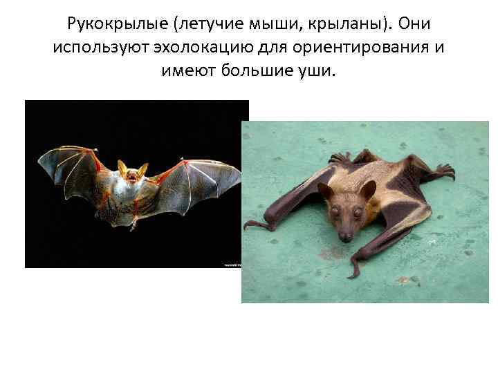 Рукокрылые (летучие мыши, крыланы). Они используют эхолокацию для ориентирования и имеют большие уши. 