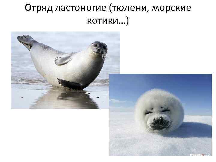 Отряд ластоногие (тюлени, морские котики…) 