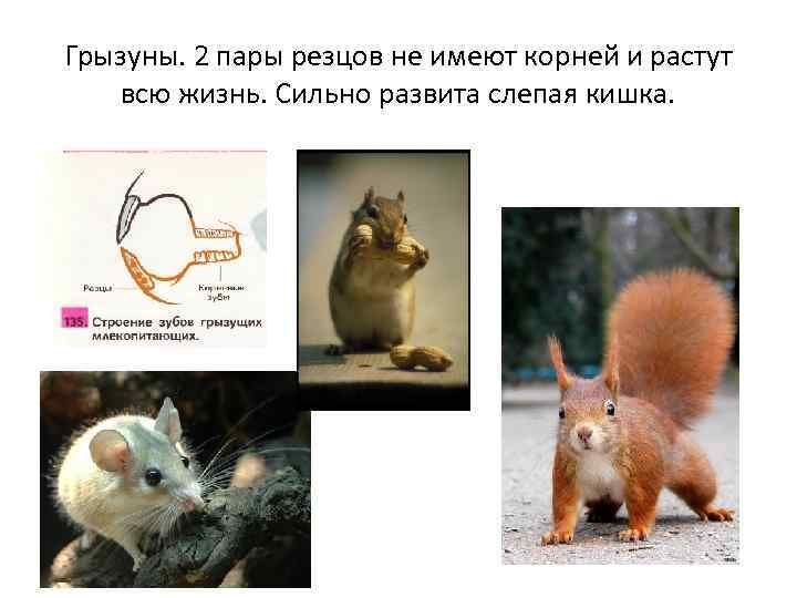 Грызуны. 2 пары резцов не имеют корней и растут всю жизнь. Сильно развита слепая