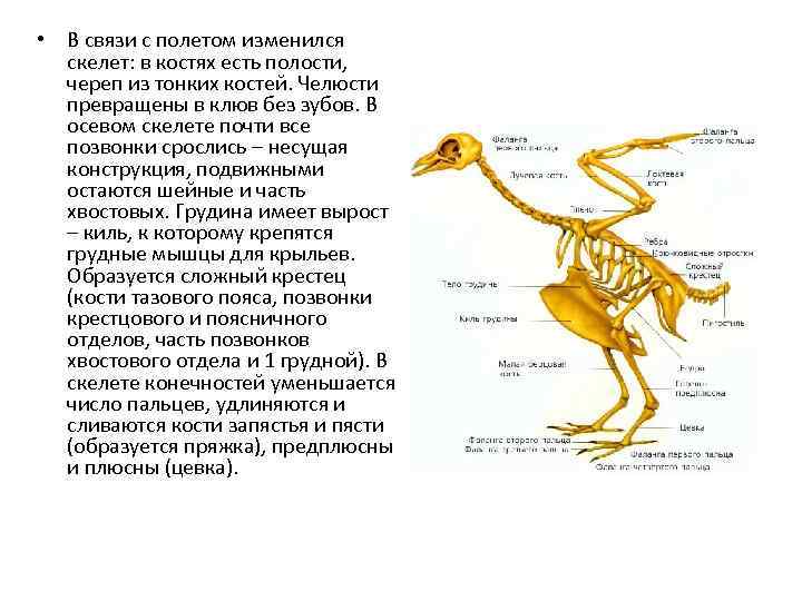 Скелет птиц приспособлен у птиц кости