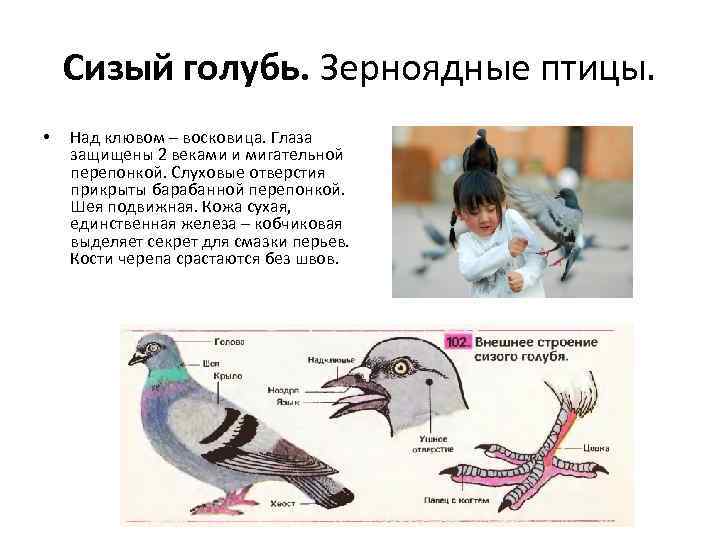 Сизый голубь. Зерноядные птицы. • Над клювом – восковица. Глаза защищены 2 веками и