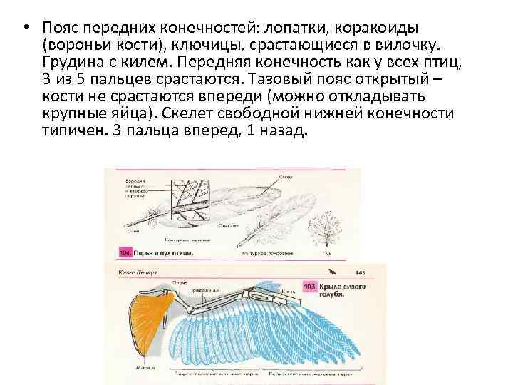  • Пояс передних конечностей: лопатки, коракоиды (вороньи кости), ключицы, срастающиеся в вилочку. Грудина