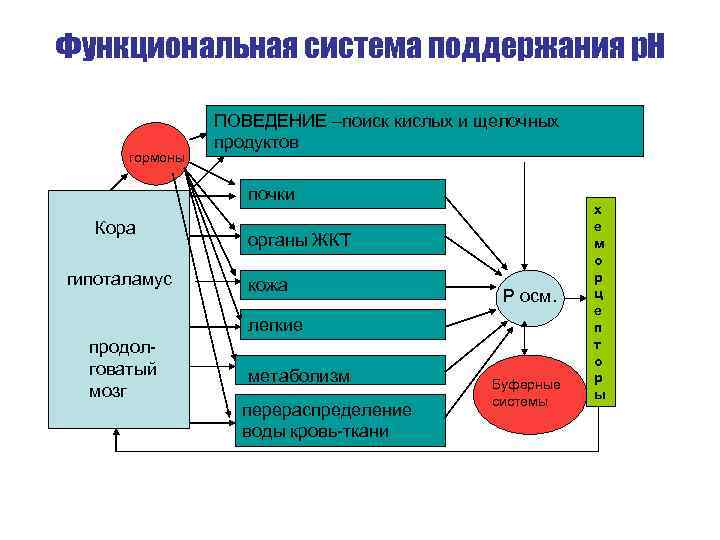 Функциональная информация. Функциональная система это в биологии. Функциональная система физиология. Схема функциональной системы поведения. Общая схема функциональной системы организма.