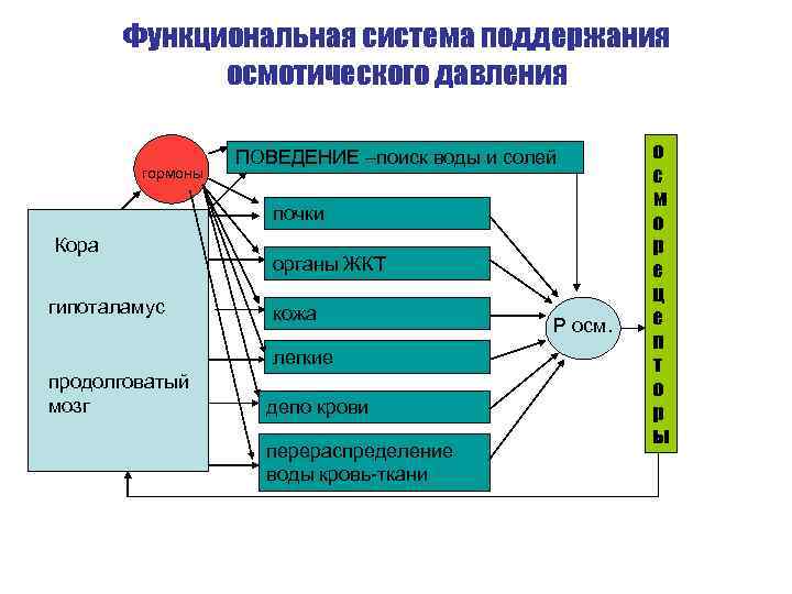 Функциональная система элементы функциональной системы. Функциональная система. Функциональная система осмотического давления. Элементы функциональной системы.