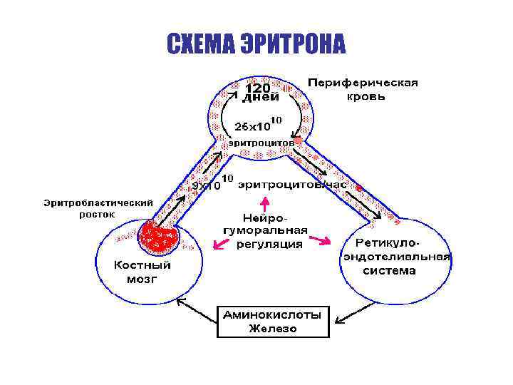 СХЕМА ЭРИТРОНА 