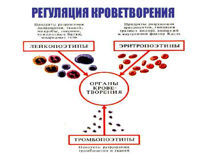 РЕГУЛЯЦИЯ КРОВЕТВОРЕНИЯ 