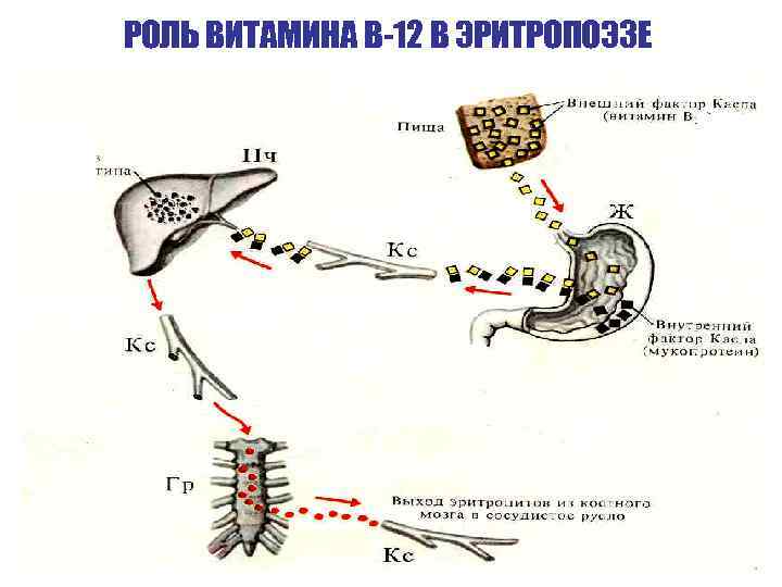 РОЛЬ ВИТАМИНА В-12 В ЭРИТРОПОЭЗЕ 